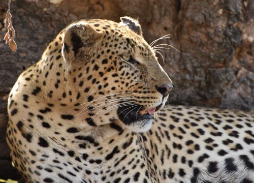 7-Day Northern & Southern Safari