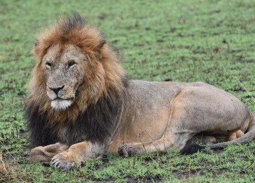 6 Days Saadani Safari & Zanzibar Beach Escape