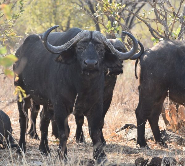 6-Day Northern Circuit Safari