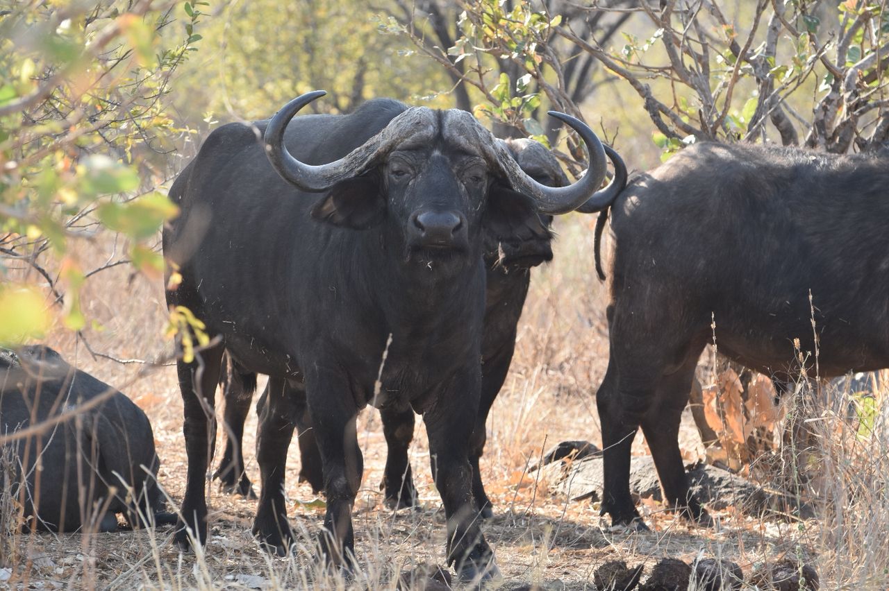 6-Day Northern Circuit Safari