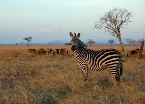 7 Days Zanzibar, Saadani, Mikumi and  Dar es salaam Safari