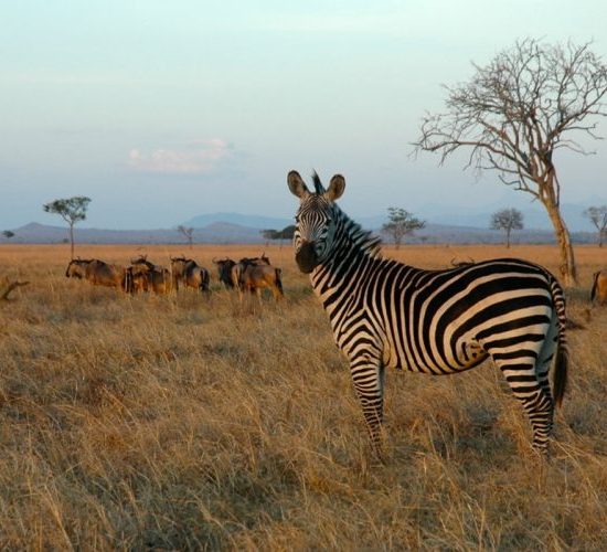 7 Days Zanzibar, Saadani, Mikumi and  Dar es salaam Safari