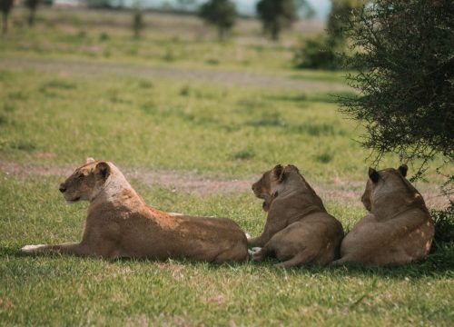 3 Days and 2-Night Nyerere National Park Safari