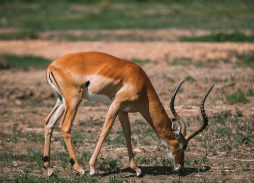 Zanzibar to Mikumi National Park Day Trip Safari