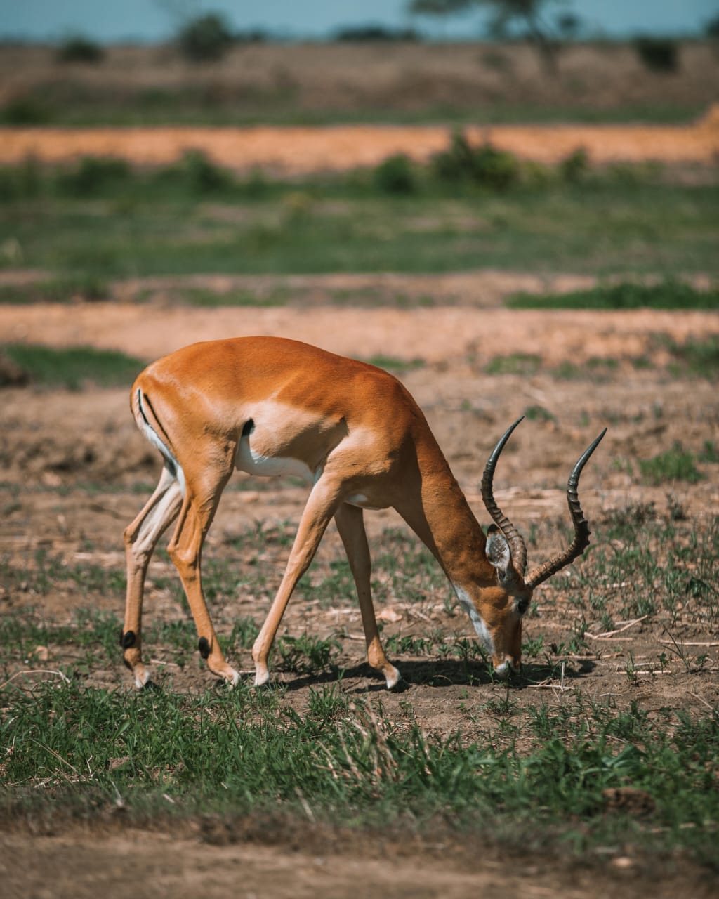 Zanzibar to Mikumi National Park Day Trip Safari