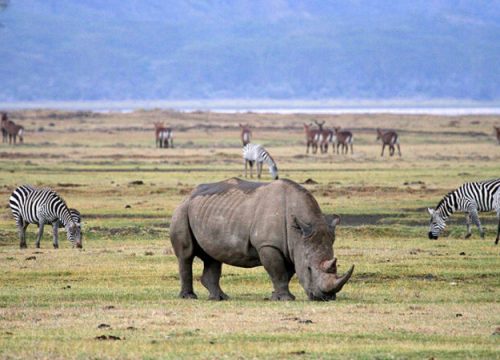 3 Days Lake Manyara, Ngorongoro & Cultural Experience