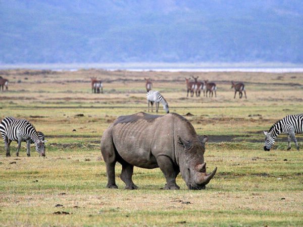 3 Days Lake Manyara, Ngorongoro & Cultural Experience